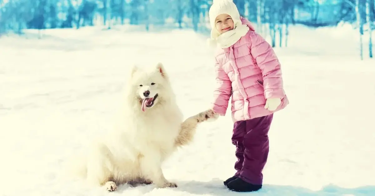 Główne zdjęcie - Jak dbać o łapy psa zimą?
