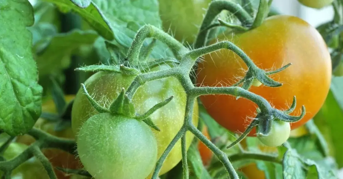 Pomidory w ogrodzie niedojrzałe