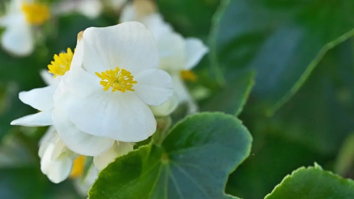 Kwiat białej begonii w zbliżeniu