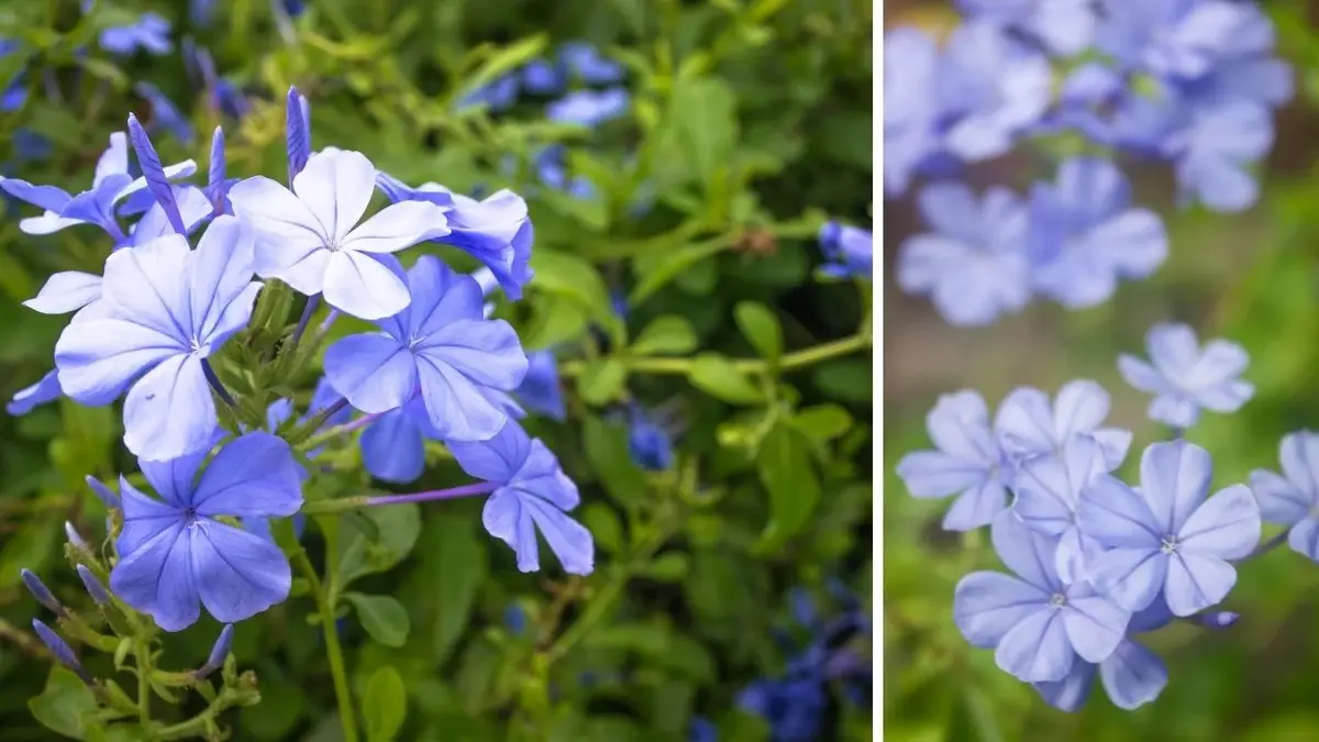 Błękitne kwiaty ołownika - ozdoba balkonów i tarasów