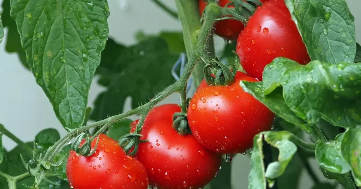 Pomidory na gałązce