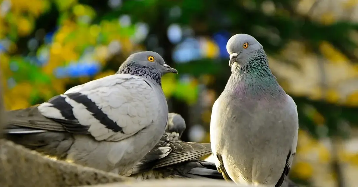 Główne zdjęcie - Odstraszanie gołębi - jak pozbyć się nieproszonych gości z naszego parapetu?
