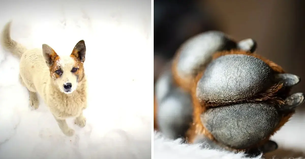 Główne zdjęcie - Twój pies uwielbia zabawy w śniegu? Przygotuj go na mroźny sezon!