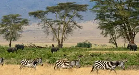 Park Narodowy Serengeti fot. Flickr, Gary