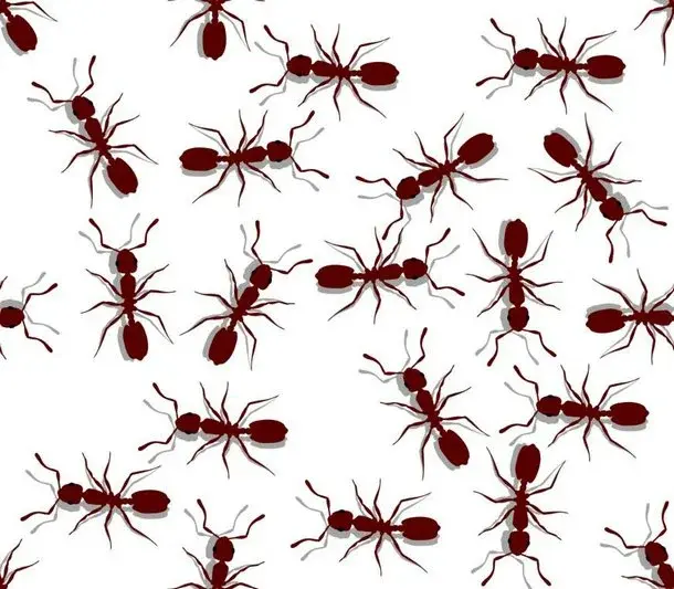 Główne zdjęcie - Jak pozbyć się mrówek w domu - 8 sposobów