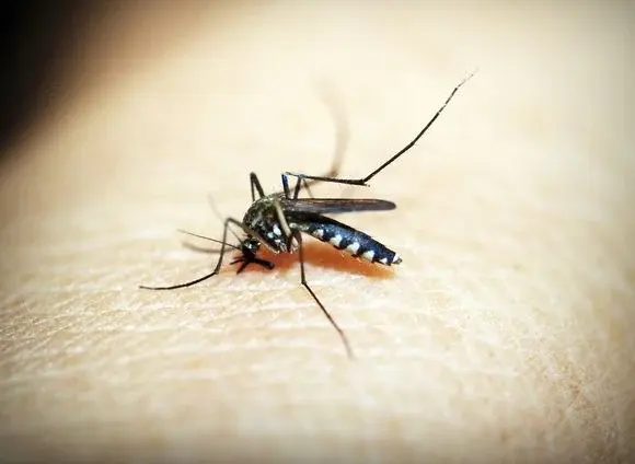 Główne zdjęcie - Co zrobić ze swędzącymi bąblami po komarach?