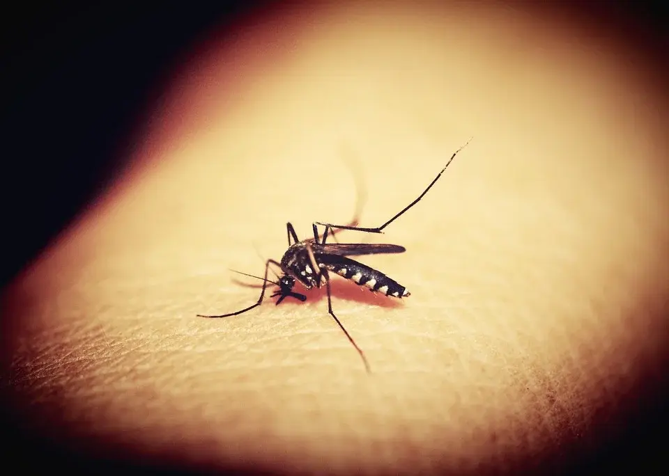 Główne zdjęcie - 5 sprawdzonych sposobów na swędzące ukąszenia po komarach