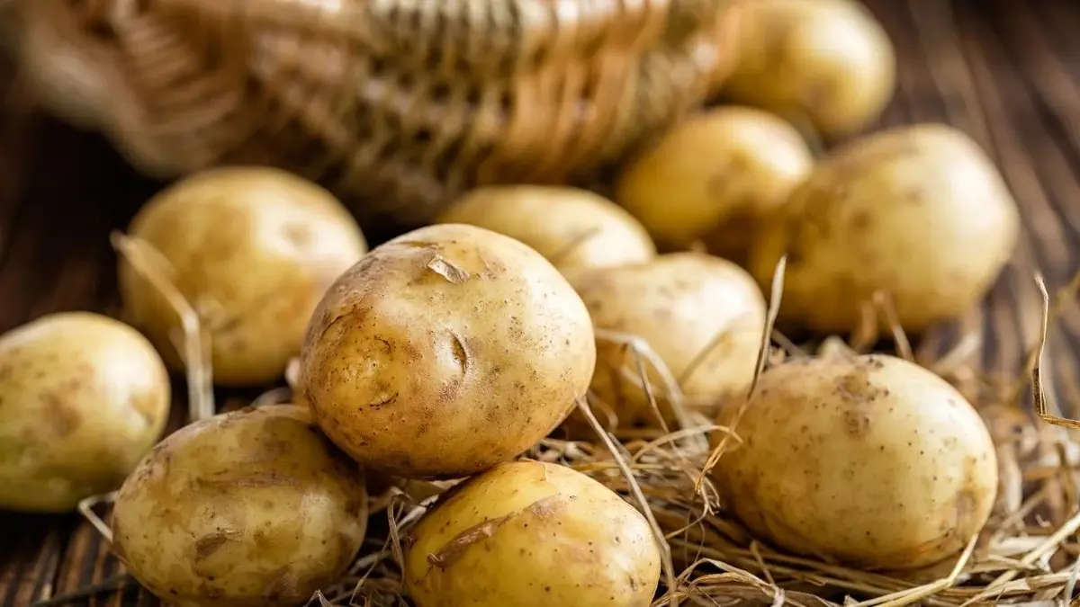 młode ziemniaki zebrane z pola