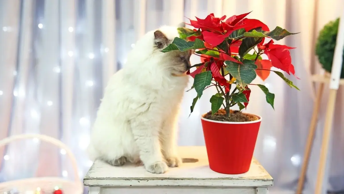 Puszysty biały kotek wącha czerwoną gwiazdę betlejemską w doniczce