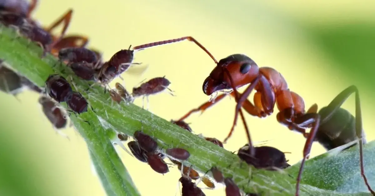 Główne zdjęcie - Domowy trik na mrówki. Na pewno masz ten środek w kuchni