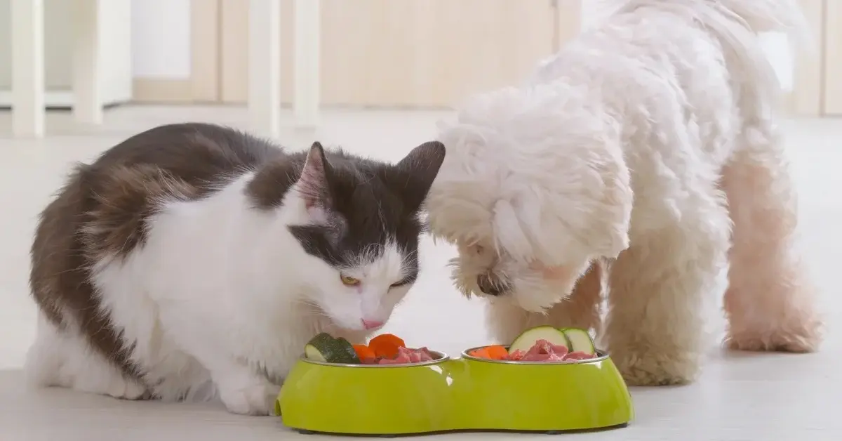 Kot i pies jedzący z jednej miski