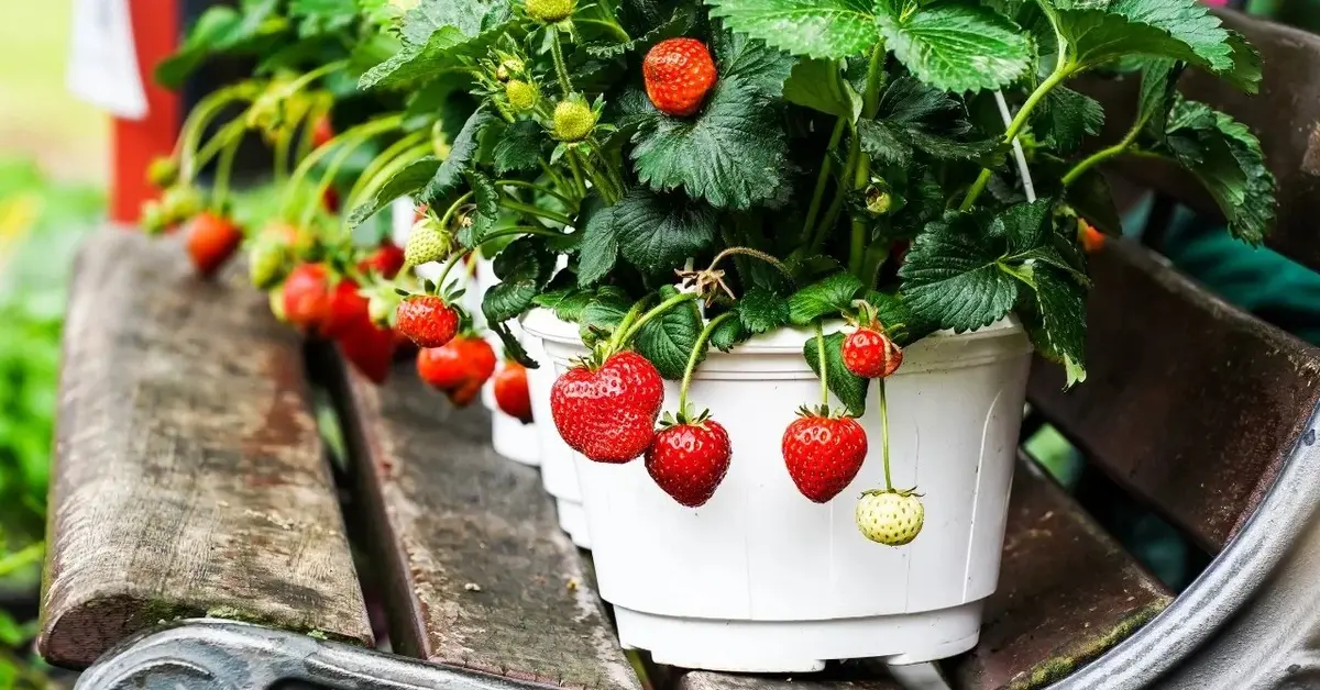 Główne zdjęcie - Domowy ogród w doniczkach: Wybieramy najlepsze zioła i owoce do uprawy w mieszkaniu