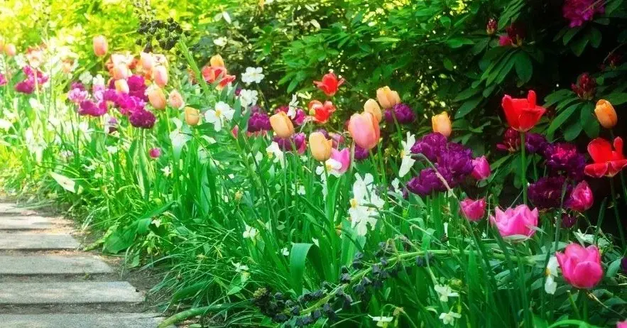 Główne zdjęcie - 5 najlepszych roślin na wiosnę w ogrodzie. Jak je pielęgnować i nawozić?