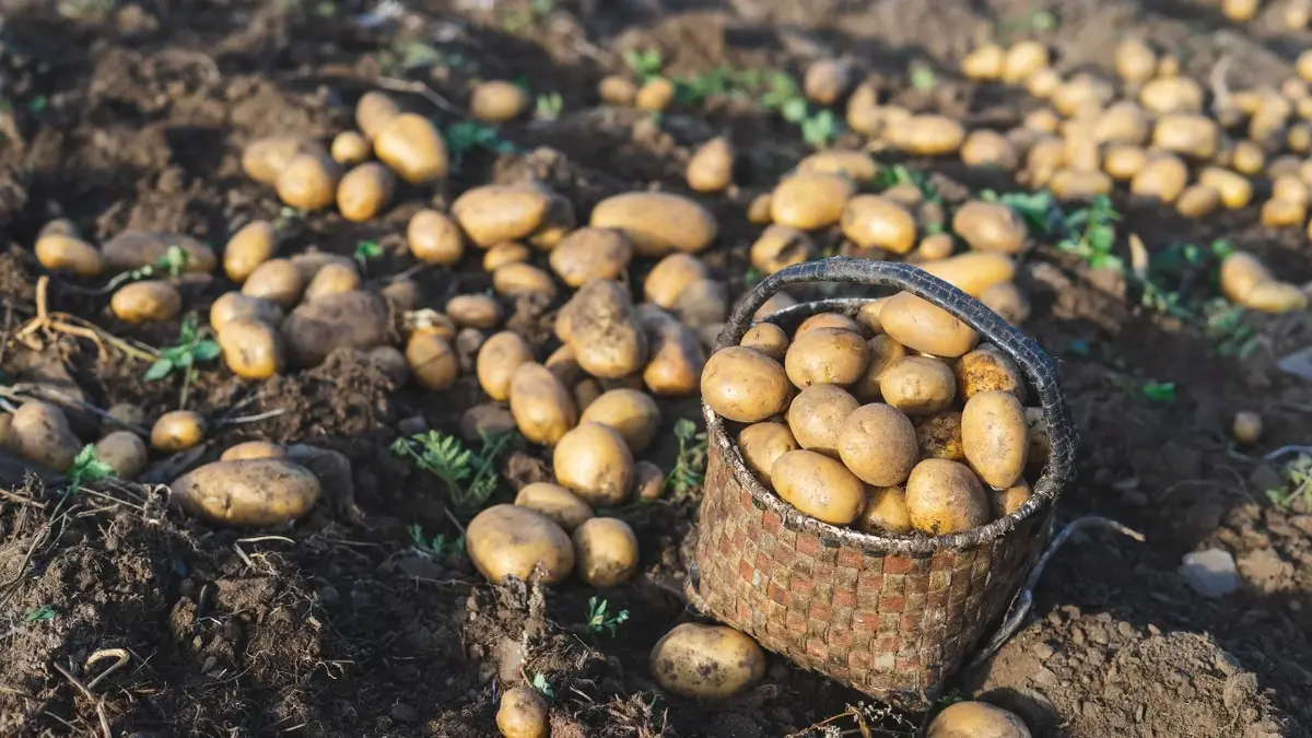 Pole ziemniaków na którym widać ziemniaki i kosz nimi wypełniony
