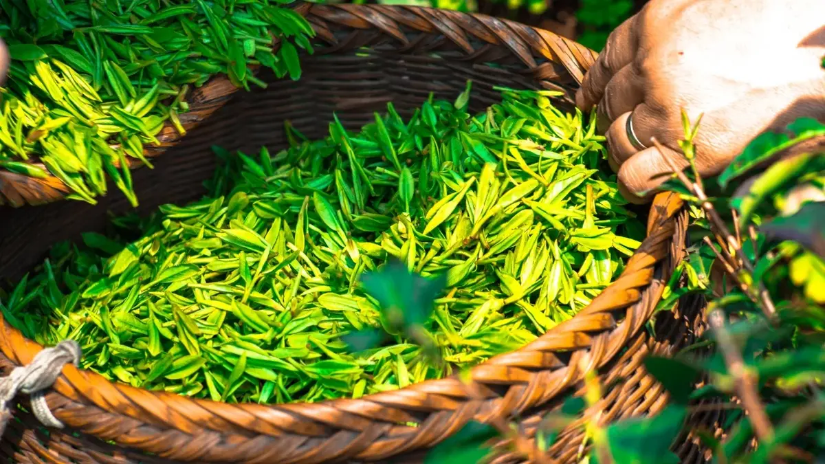 Liście zielonej herbaty 