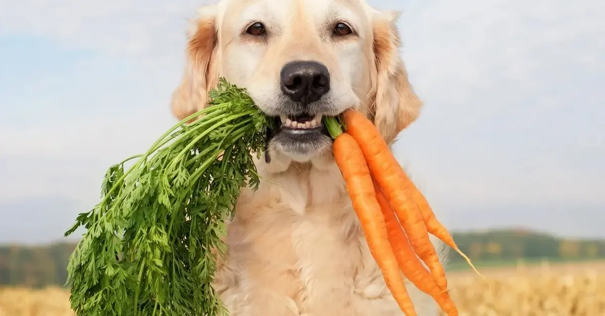 Główne zdjęcie - Co może jeść pies? Te warzywa są bezpieczne!