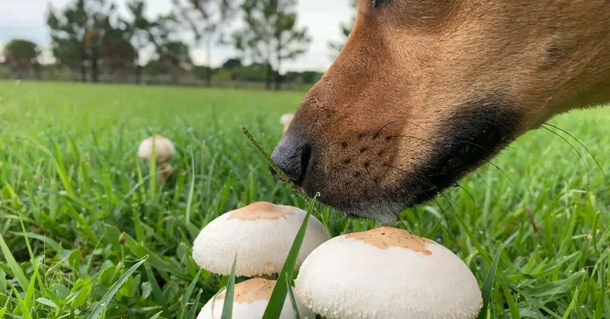 Główne zdjęcie - Czy pies może jeść grzyby?