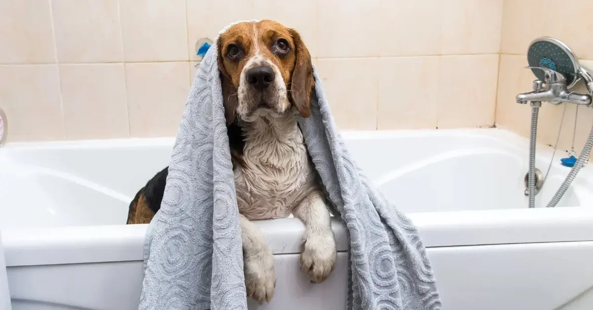 Główne zdjęcie - Jak często kąpać psa?