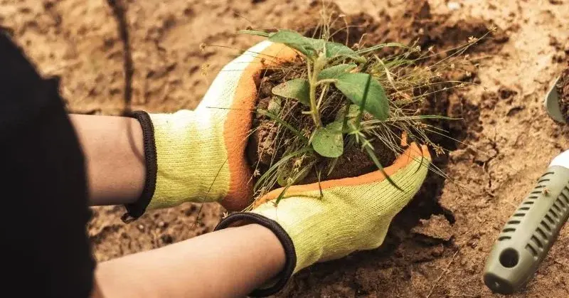 Główne zdjęcie - Jak przygotować sadzonki z rośliny? Oto skuteczny sposób