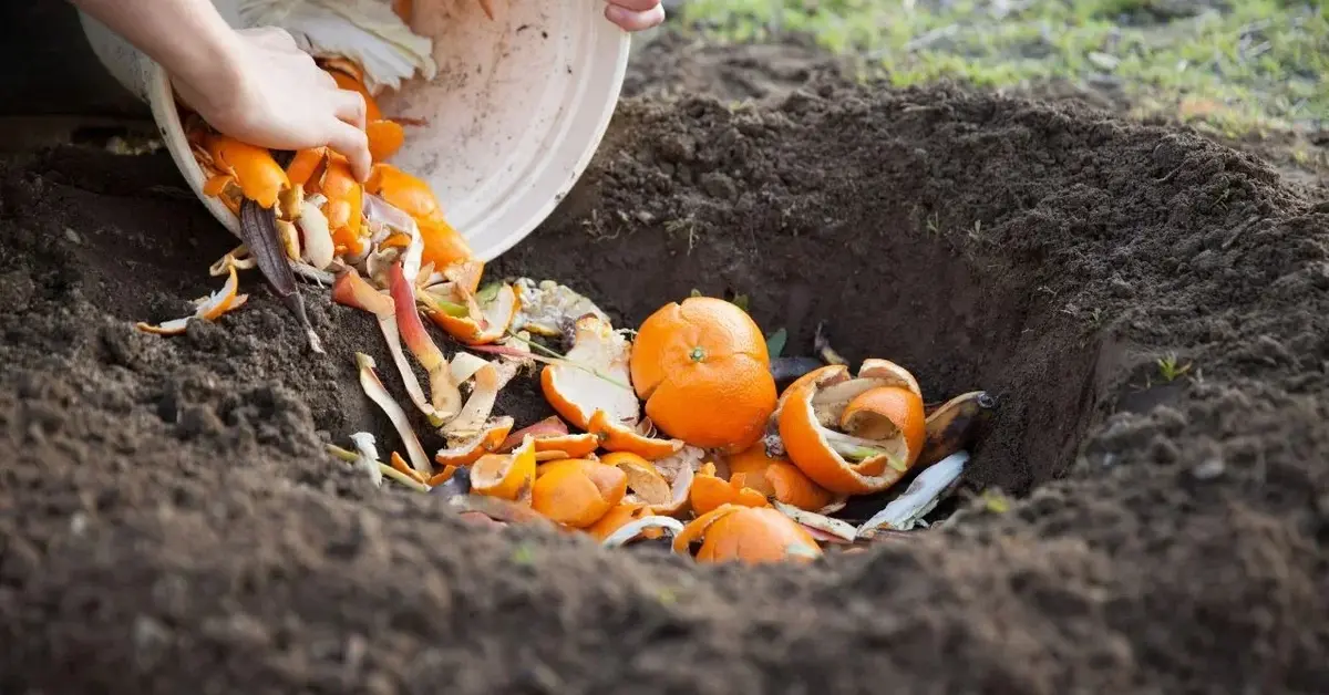 Pomarańcze w kompostowniku