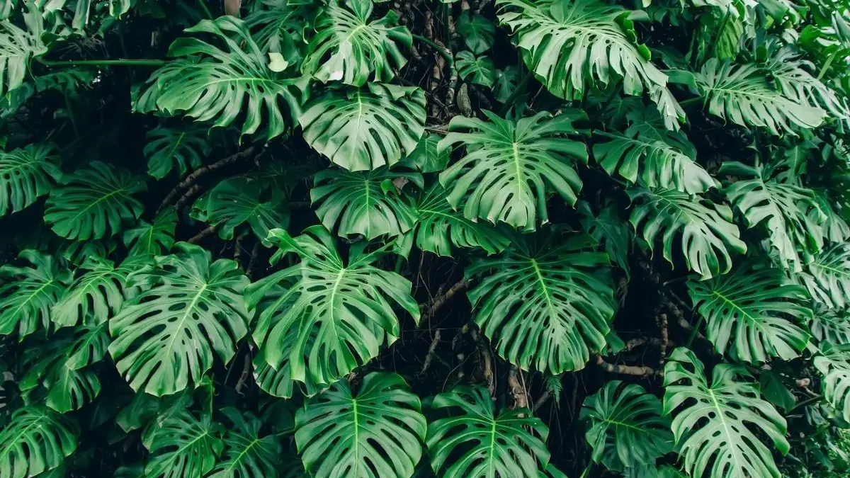 wieloletnia monstera z ogromnymi liśćmi