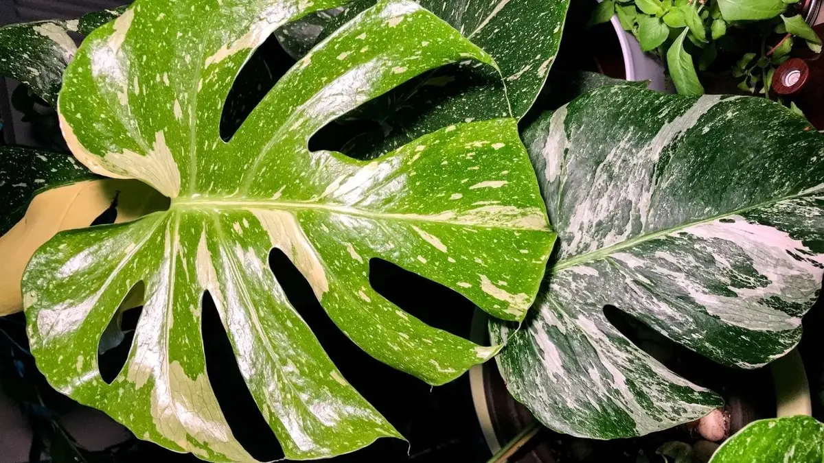 monstera dziurawa w wersji variegata