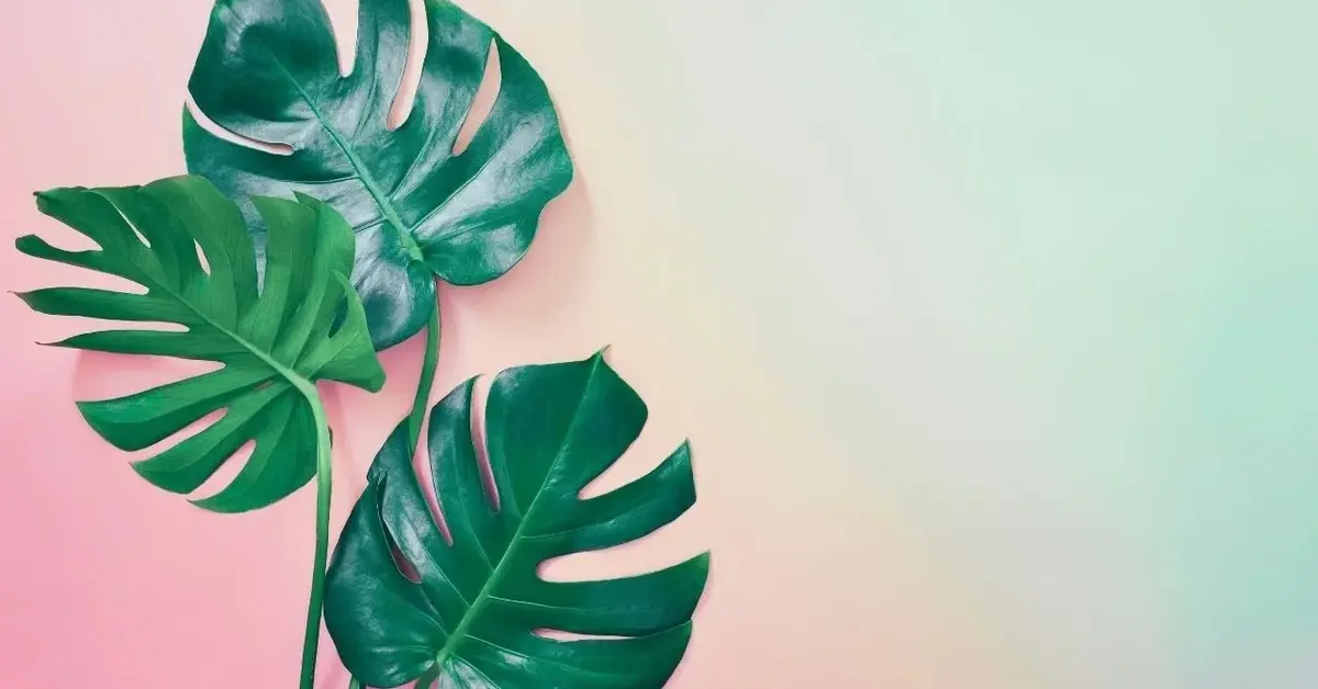 monstera dziurawa