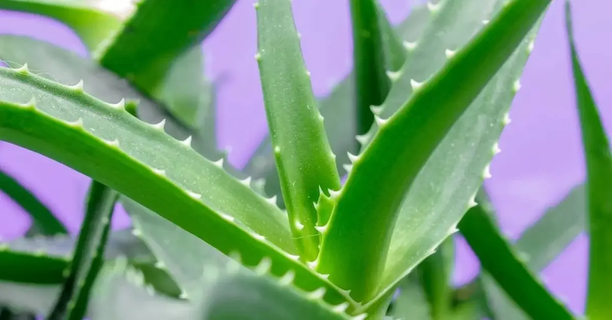 aloes drzewiasty