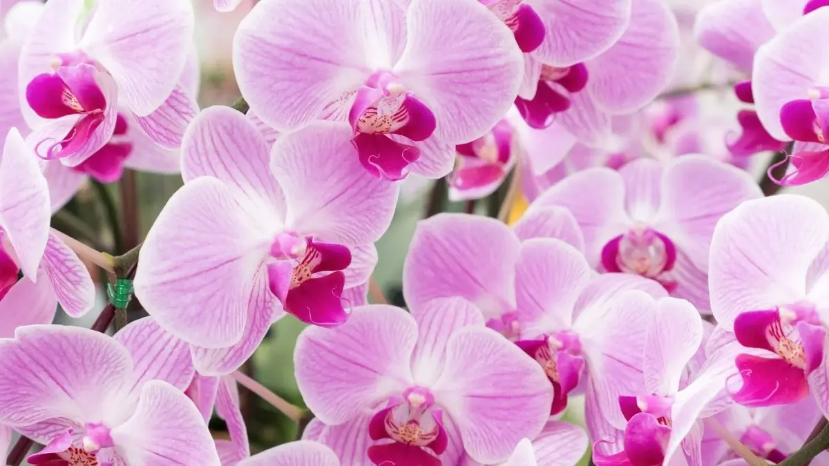 orchidea