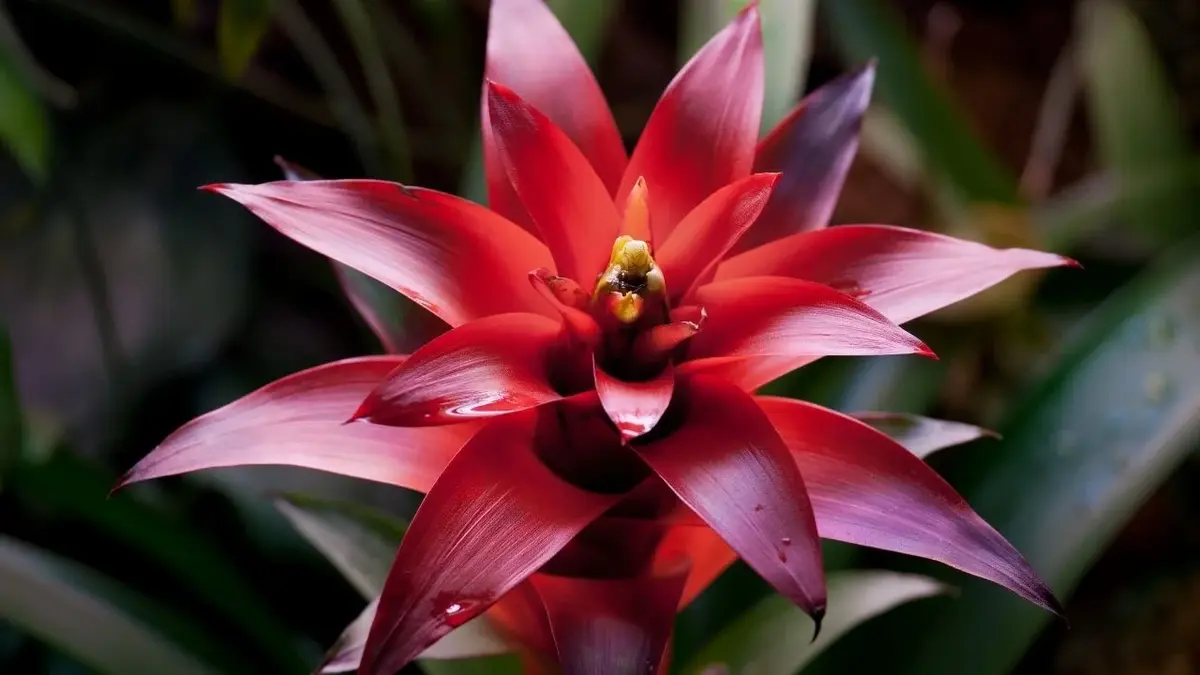 bromelia