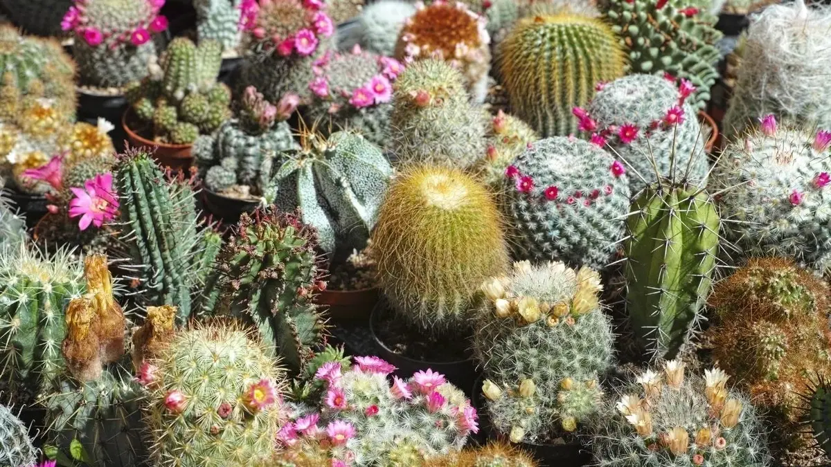 różne odmiany kaktusów