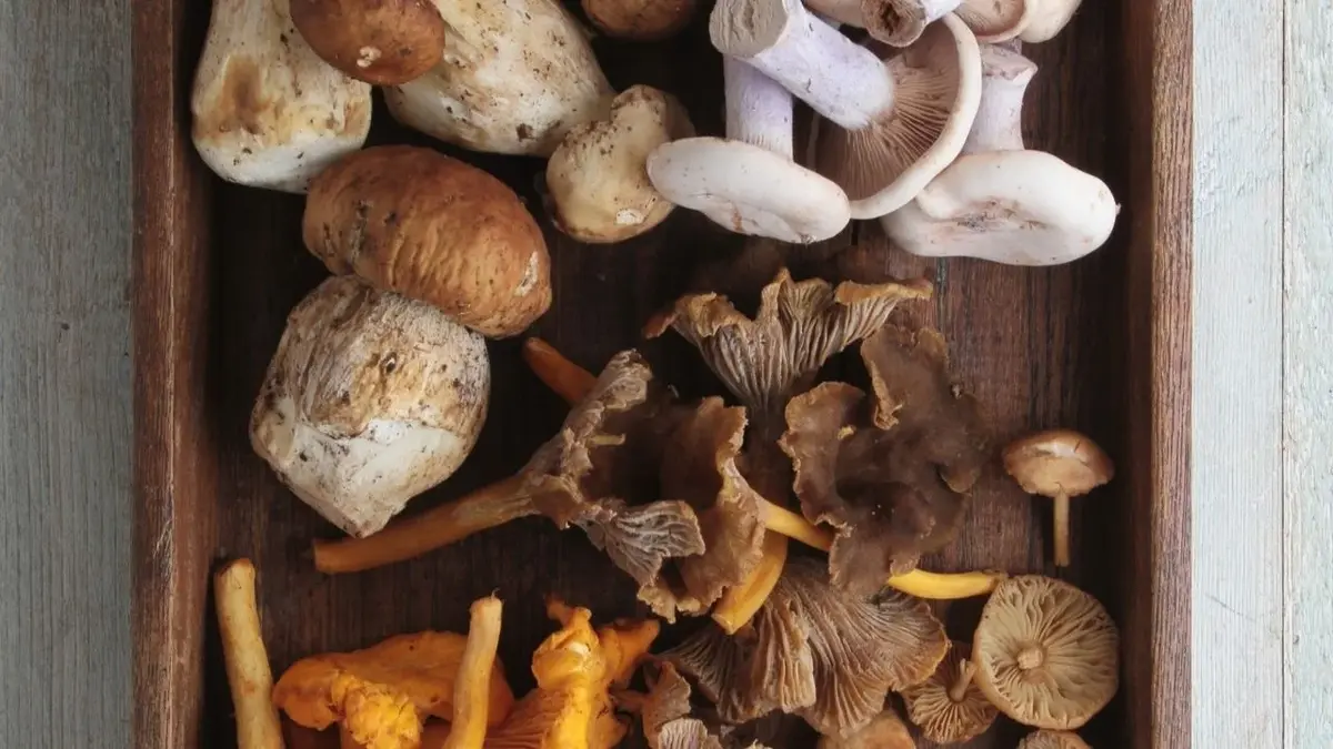 grzyby na wigilijną zupę grzybową
