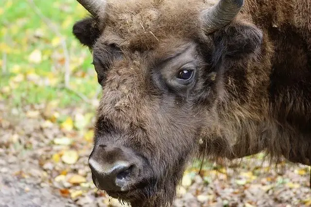 Pomysł na weekend: Białowieża i okolice