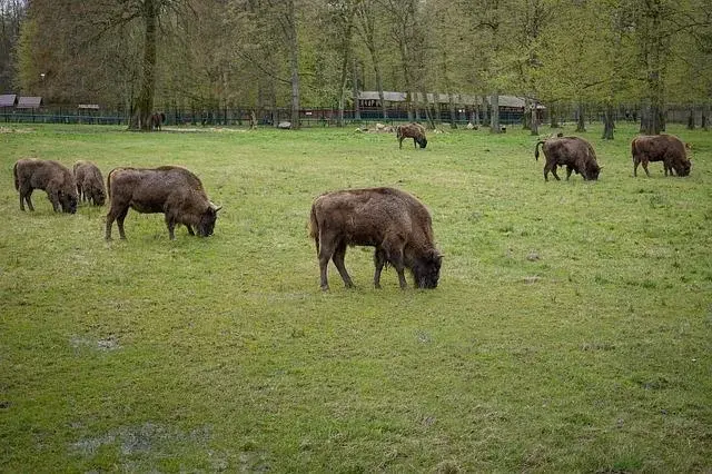 Pomysł na weekend: Białowieża i okolice