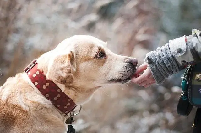 Chce adoptować psa! Jakie obowiązki się z tym wiążą?