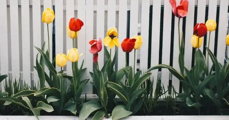 Główne zdjęcie - Tulipany w ogrodzie. Oto sekret udanej pielęgnacji! 