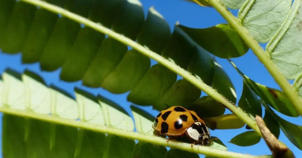 Główne zdjęcie - Plaga azjatyckich biedronek. Jak pozbyć się tych szkodników? 