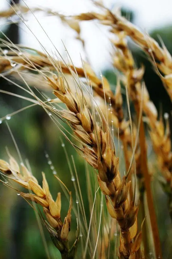 Dieta bez glutenu - na czym polega i jakie przynosi efekty?