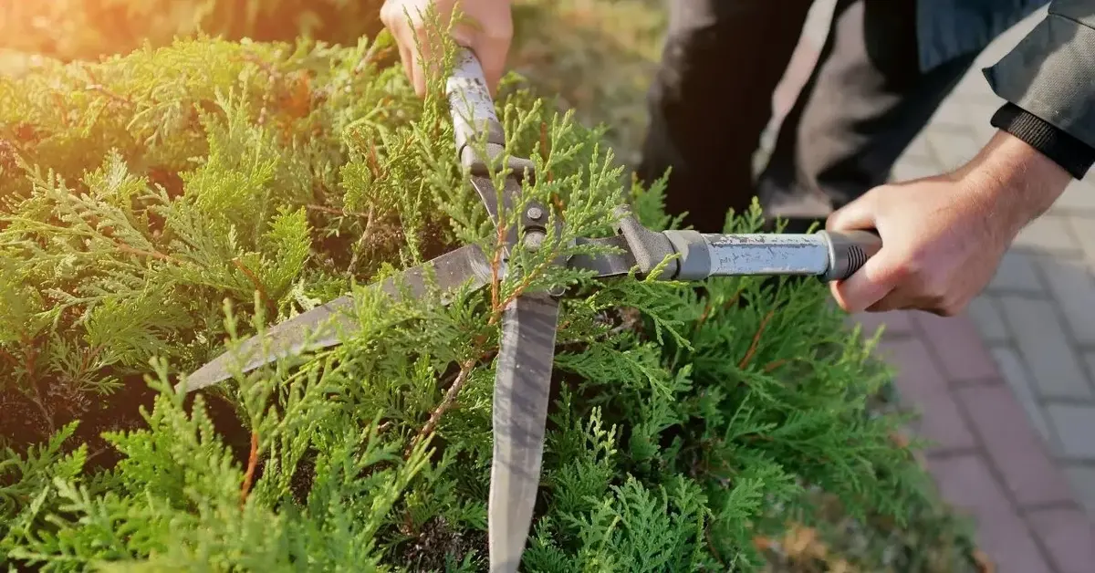 Iglaki w ogrodzie są przycinane przez mężczyznę