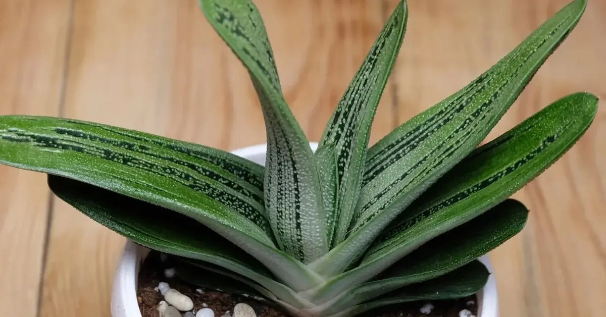 Gasteria armstrongii 