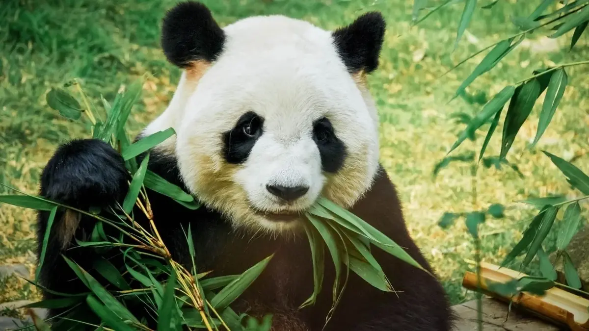 Panda wielka