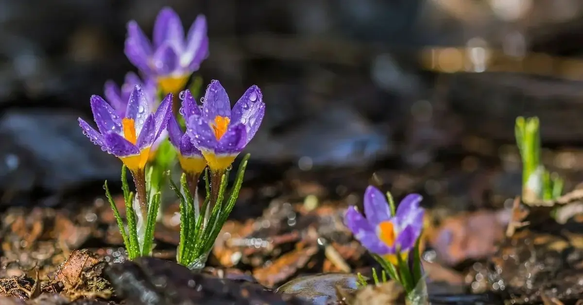 Fioletowe krokusy z kropelkami rosy na płatkach