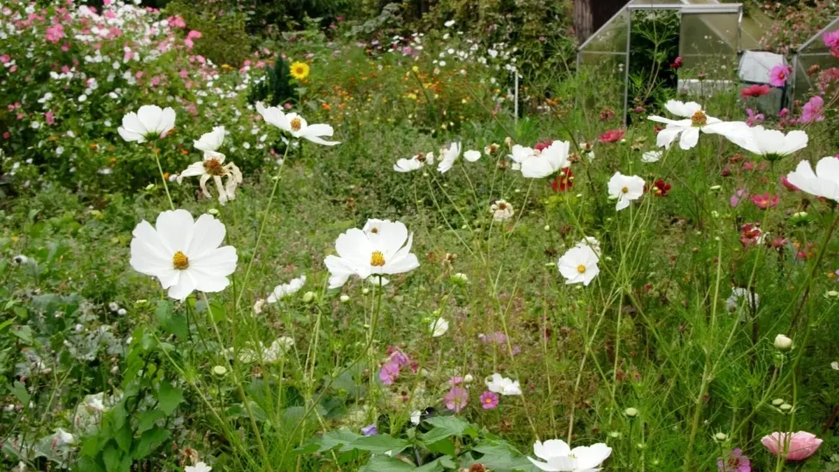 Łąka kwietna z białymi kwiatami, w tle szklarnia ogrodowa