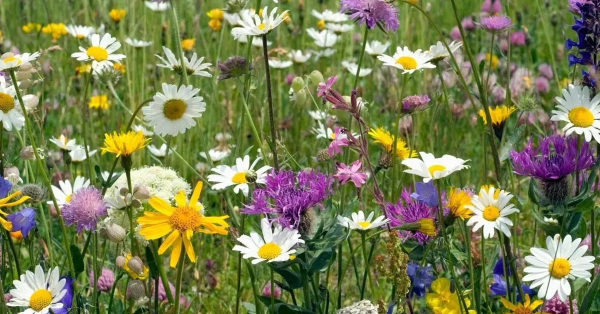Żółte, fioletowe, białe i niebieskie kwiaty wśród wysokiej trawy