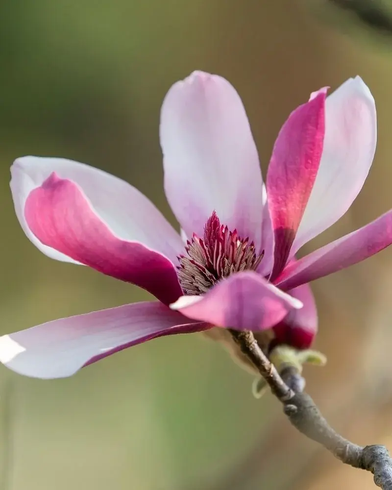 Kwiat magnolii z rozchylonymi płatkami