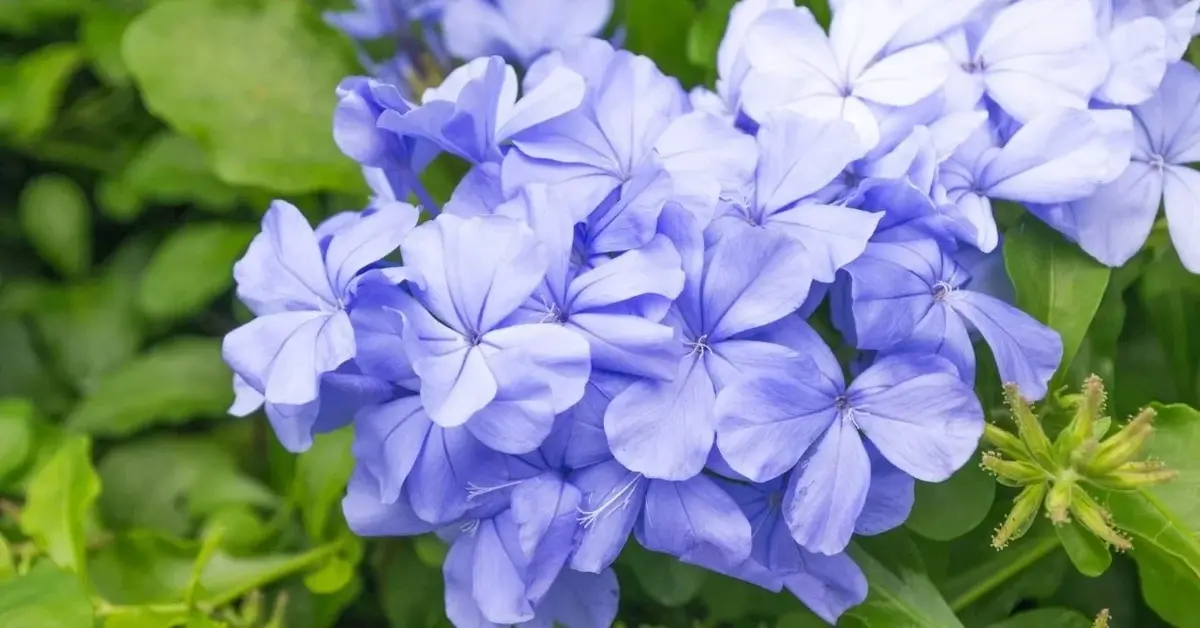 Ołownik uszkowaty - piękna roślina subtropikalna, która okrywa się błękitnymi kwiatami