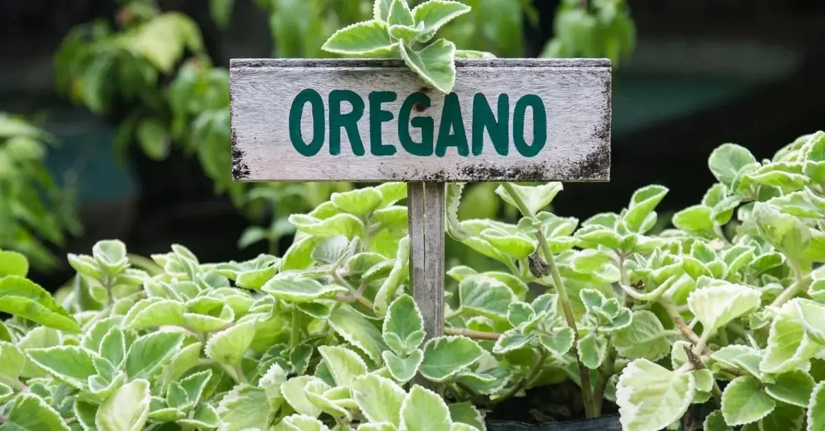 Oregano