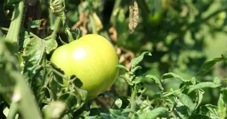 Pomidory i porzeczki zaatakowane przez mszyce 