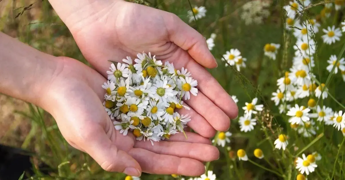 Główne zdjęcie - Rumianek i szałwia - naturalne środki przeciwbólowe. Warto je zasadzić w domowym ogródku