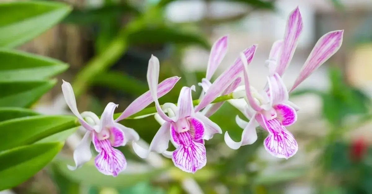 Storczyk dendrobium